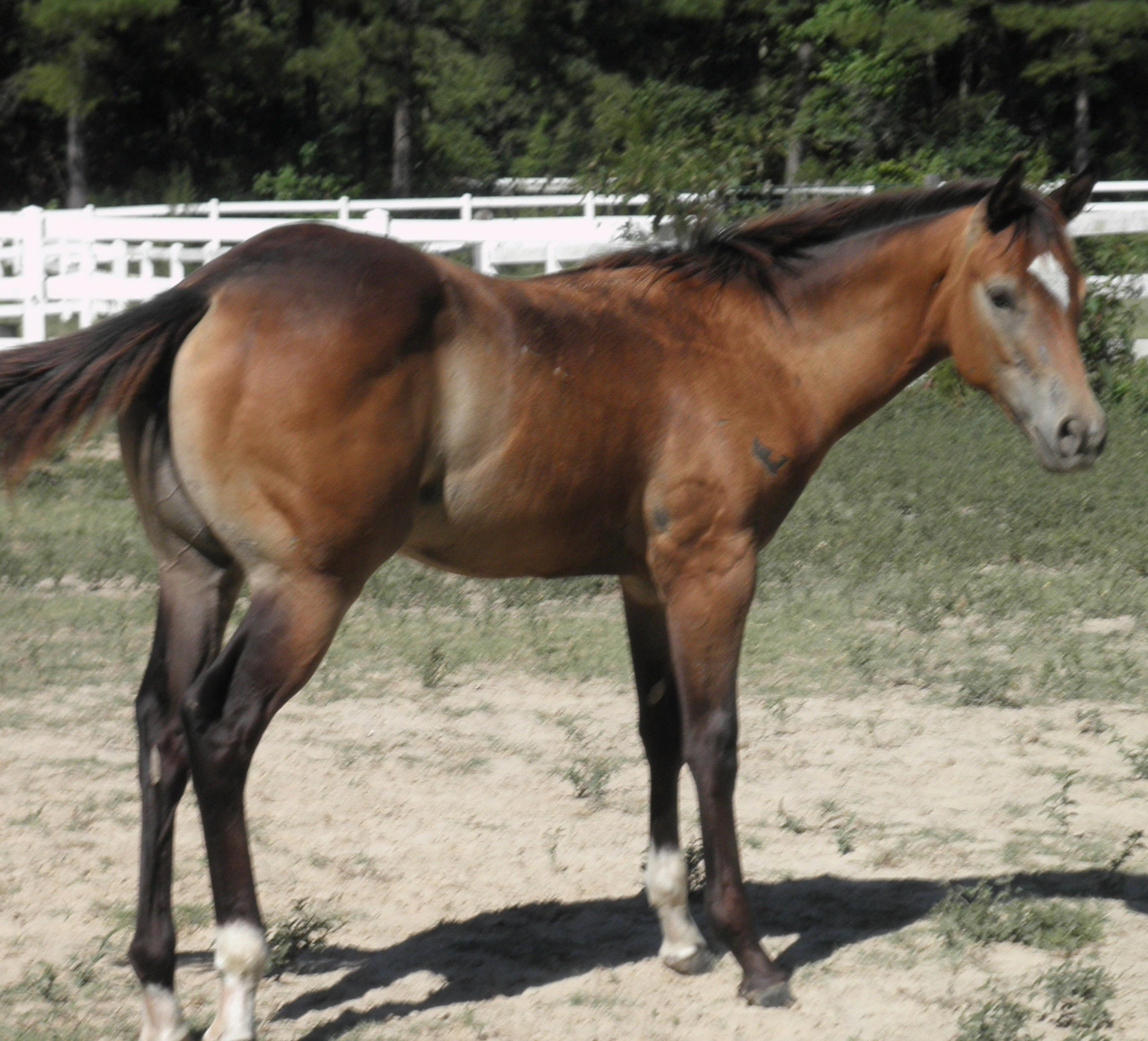 BeaHorsesForSalejpg